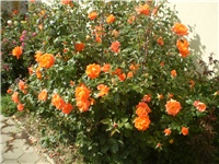 31dd16c3-Picture 6551.jpg